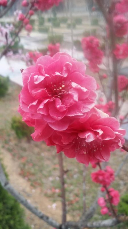 园区景观